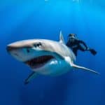 Shark Diving